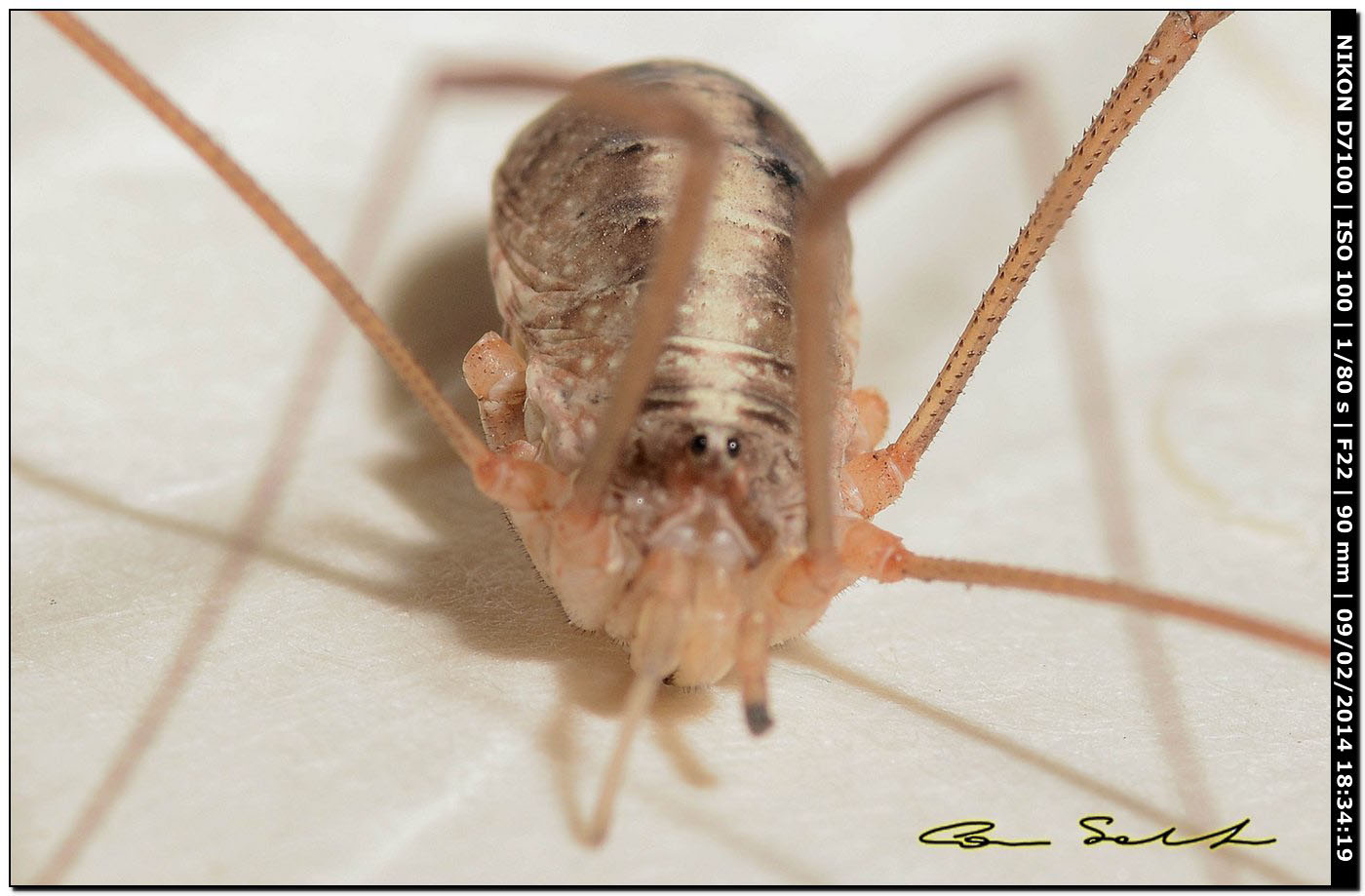 Opilio canestrinii (albino)